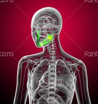 3d render medical illustration of the jaw bone