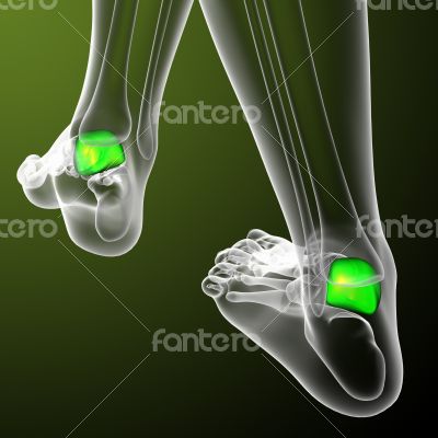 3d render medical illustration of the talus bone 3d render medical illustration of the talus bone