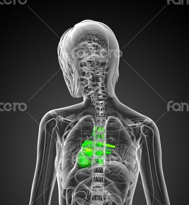 3d render medical illustration of the human heart 