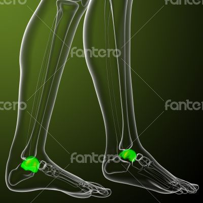 3d render medical illustration of the talus bone 