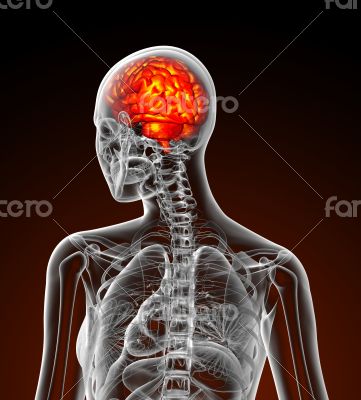 3d render medical illustration of the human brain 