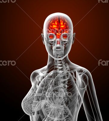 3d render medical illustration of the human brain 
