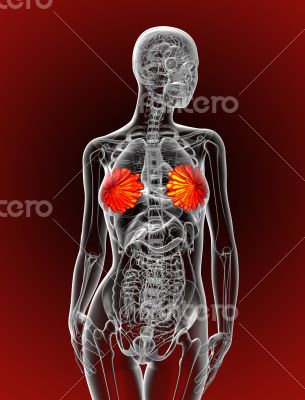 human breast 