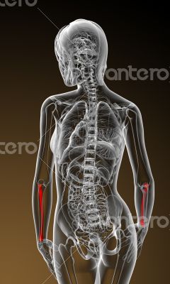 3d render medical illustration of the radius bone