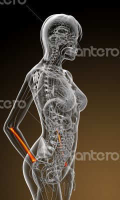 3d render medical illustration of the radius bone
