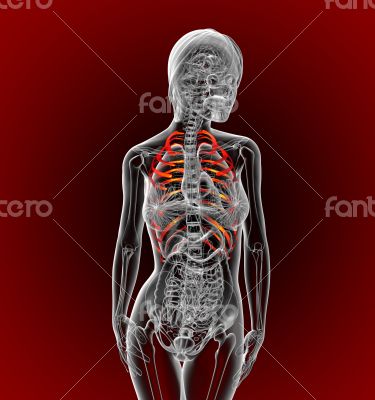 3d render medical illustration of the ribcage 