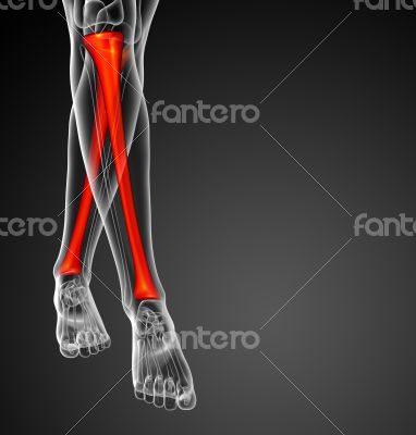 3d render medical illustration of the tibia bone 