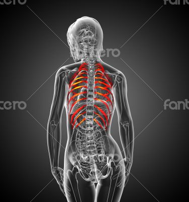 3d render medical illustration of the ribcage 