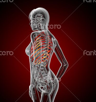 3d render medical illustration of the ribcage 