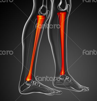 3d render medical illustration of the tibia bone 