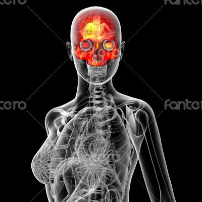 3d render medical illustration of the human sull 