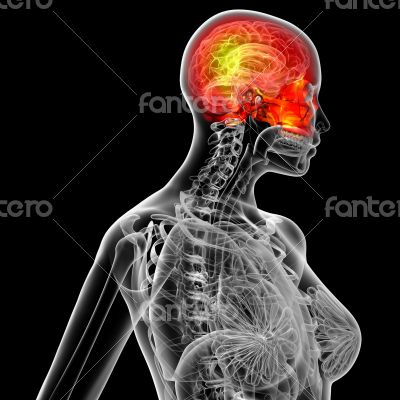 3d render medical illustration of the human sull 