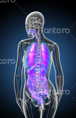 digestive system and respiratory system