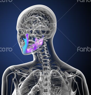 3d render medical illustration of the jaw bone