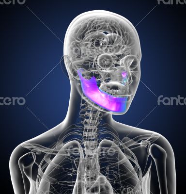 3d render medical illustration of the jaw bone