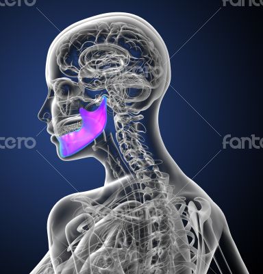 3d render medical illustration of the jaw bone