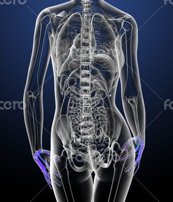3d render medical illustration of the palm 