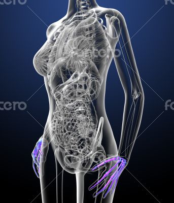 3d render medical illustration of the palm 