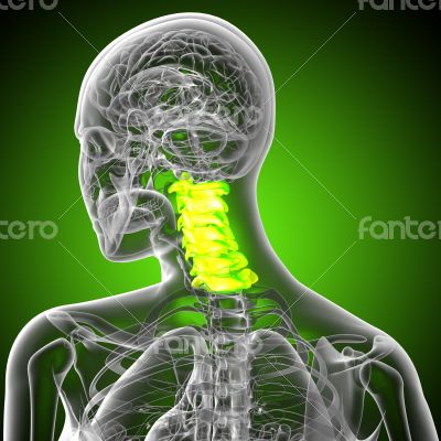 cervical spine