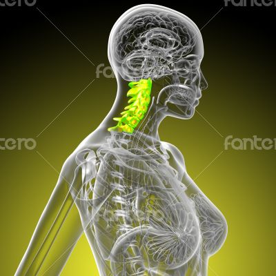  cervical spine