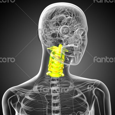  cervical spine