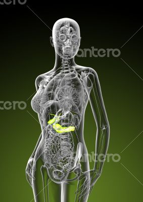  gallbladder and pancreas 