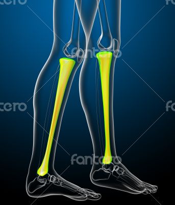 3d render medical illustration of the tibia bone