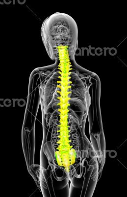 3d render medical illustration of the human spine