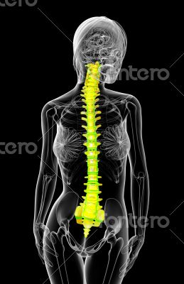 3d render medical illustration of the human spine