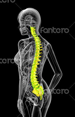 3d render medical illustration of the human spine
