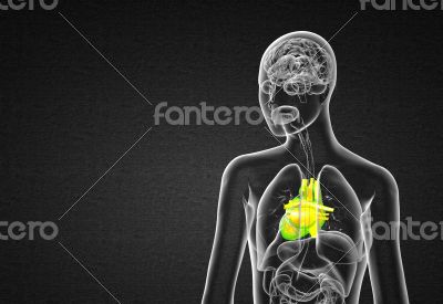 3d render medical illustration of the human heart 