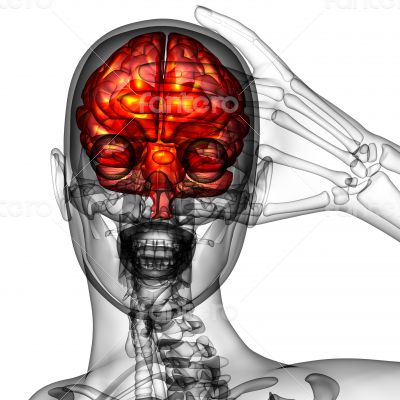 3d render medical illustration of the human brain 