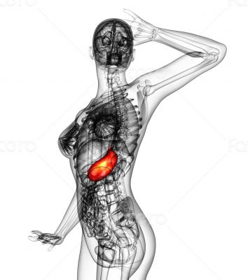 3d render medical illustration of the stomach 