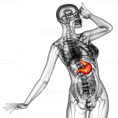 3d render medical illustration of the stomach 