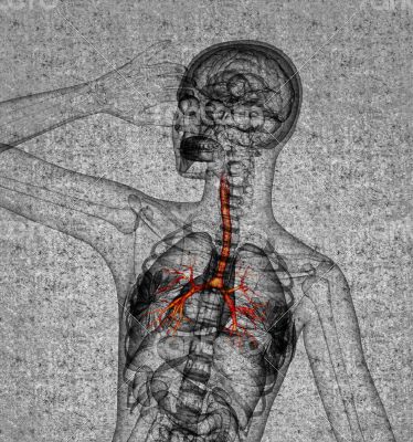 3D medical illustration of the male bronchi 