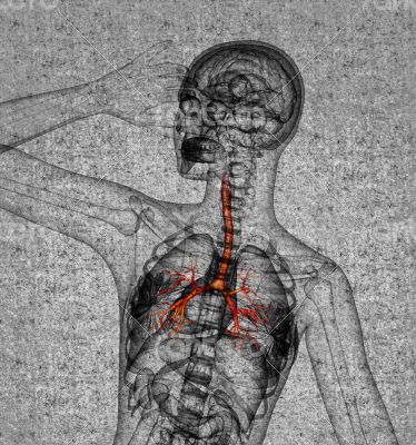 3D medical illustration of the male bronchi 