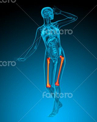 3d render medical illustration of the femur bone 