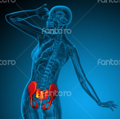 3d render medical illustration of the hip 