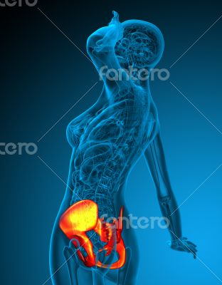 3d render medical illustration of the hip 