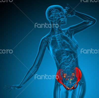 3d render medical illustration of the hip 