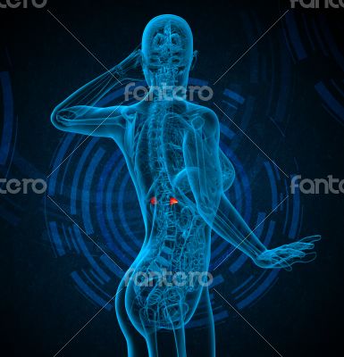 3d render medical illustration of the adrenal 