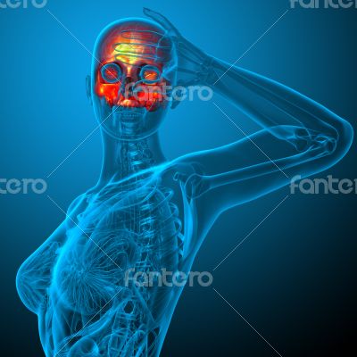 3d render medical illustration of the upper skull 