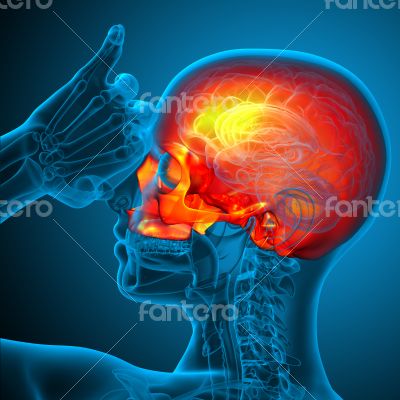3d render medical illustration of the upper skull 