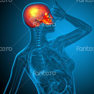 3d render medical illustration of the upper skull 
