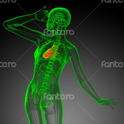 3d render medical illustration of the heart 