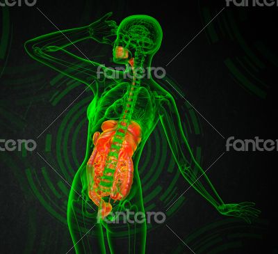 human digestive system 