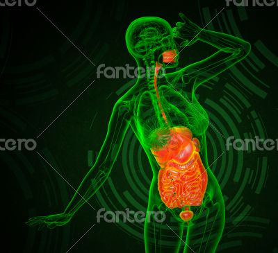  human digestive system 