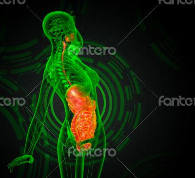  human digestive system 