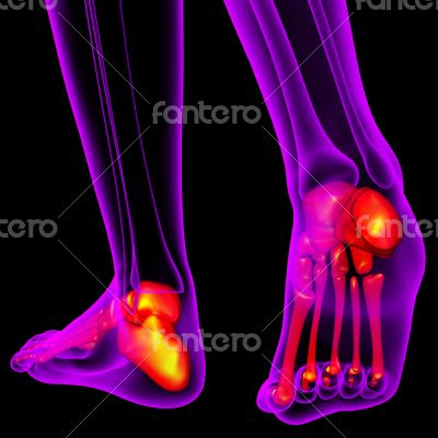 3d render medical illustration of the feet bone