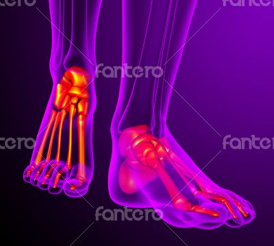 3d render medical illustration of the feet bone